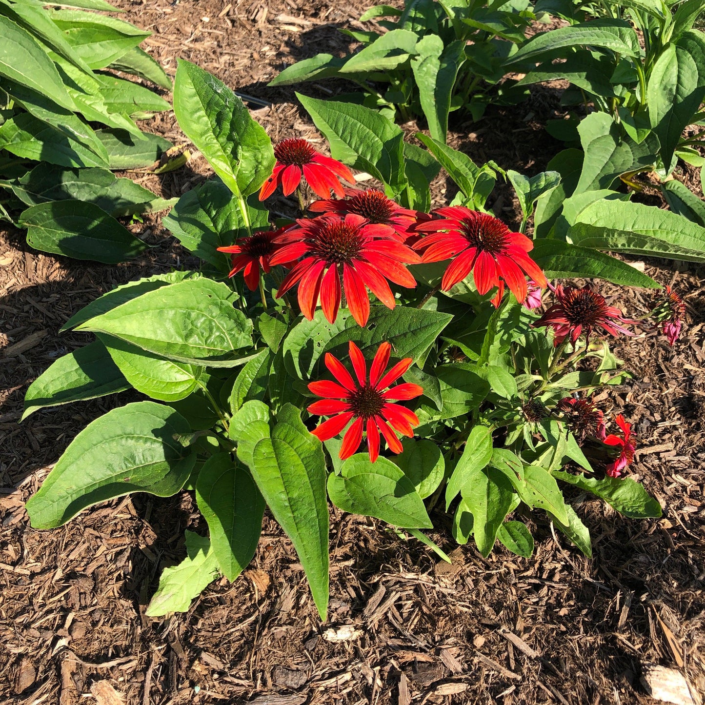 Echinacea x - Sombrero® Sangrita Coneflower