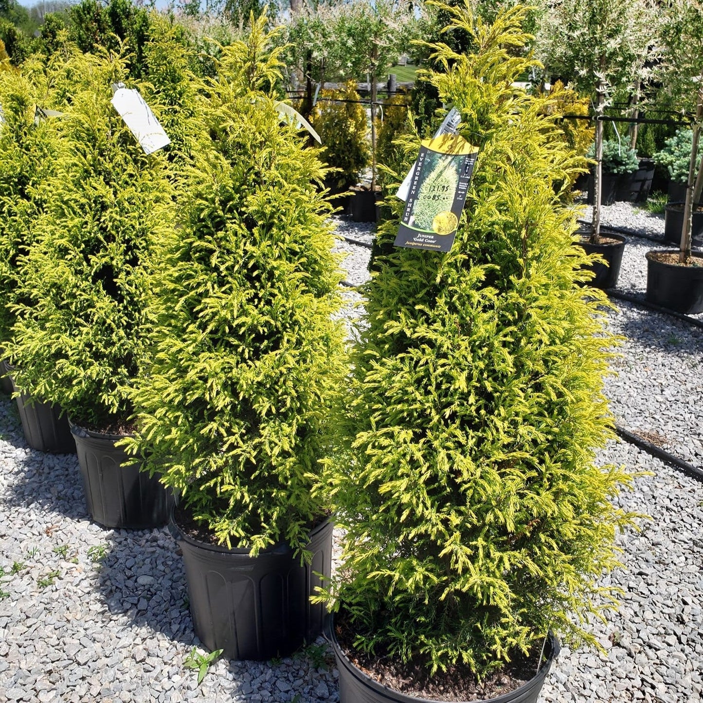 Juniperus communis - Gold Cone Juniper