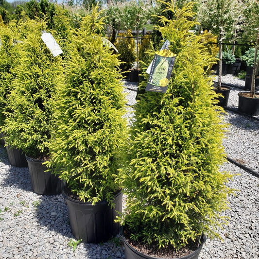 Juniperus communis - Gold Cone Juniper