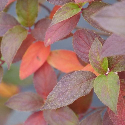 Hydrangea paniculata - Proven Winners® Fire Light Tidbit® Hydrangea