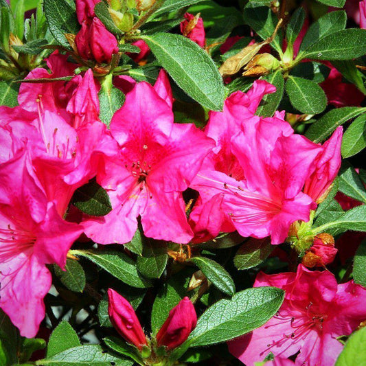 Azalea ‘Roblee’  - Encore® Autumn Sangria™ Azalea
