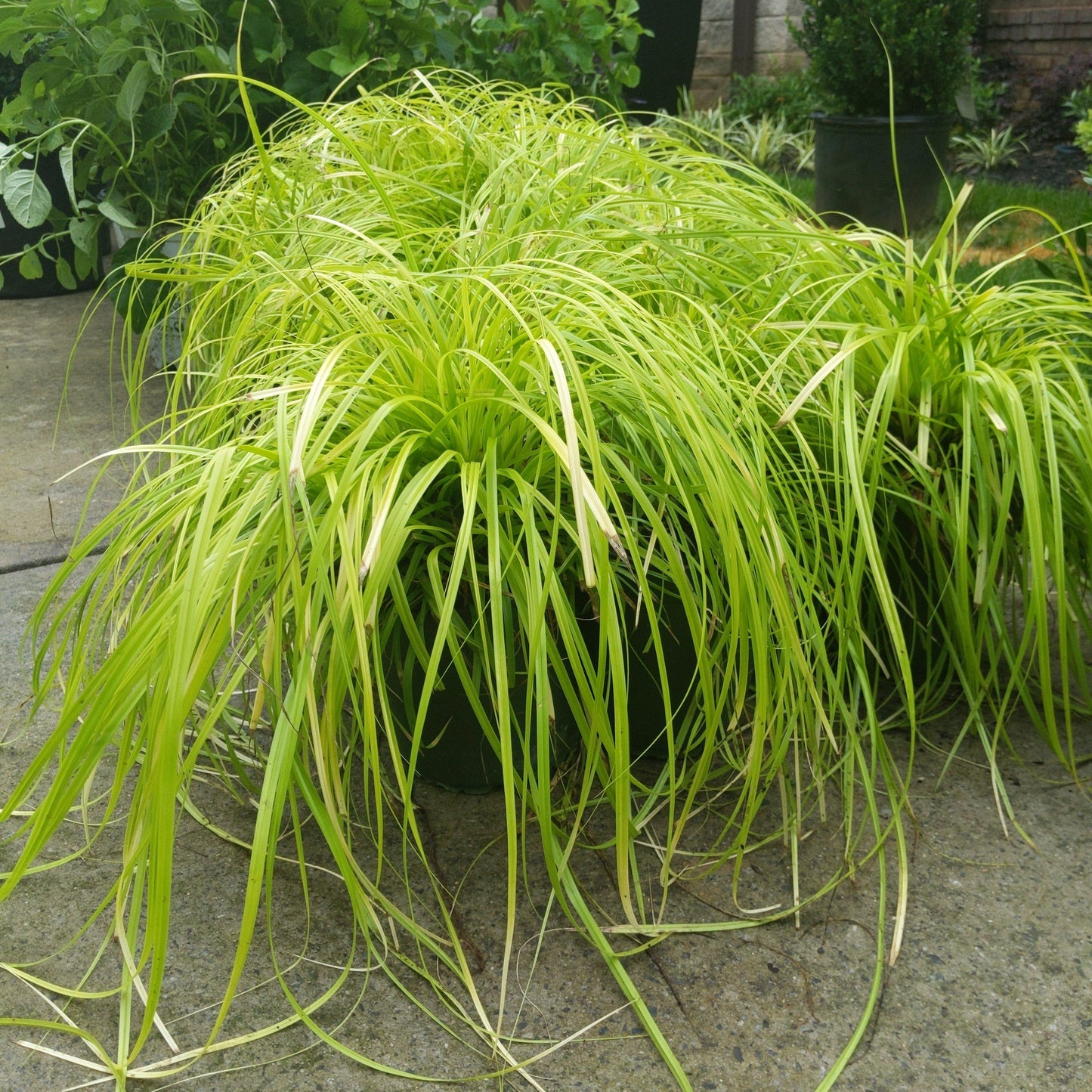 Carex oshimensis - EverColor® Everillo Sedge