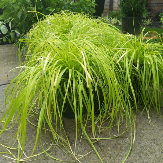 Carex oshimensis - EverColor® Everillo Sedge