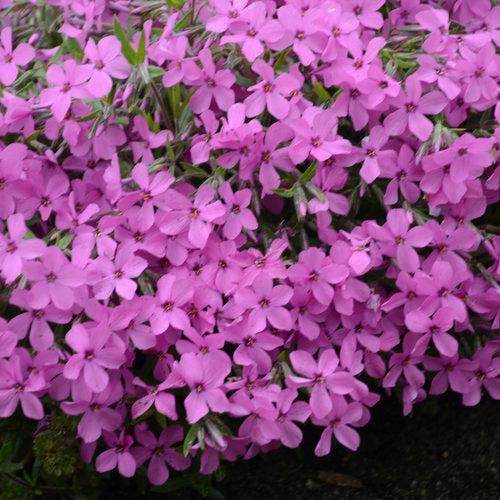 Phlox x - PW® Magenta Sprite Phlox