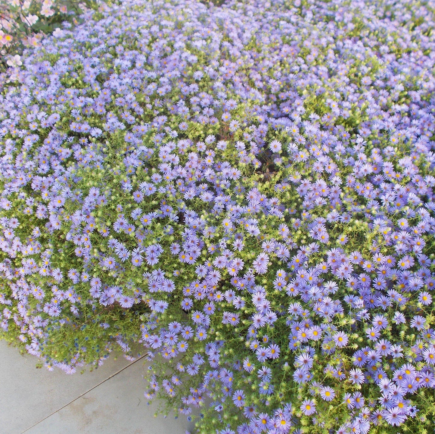 Aster oblongifolium - October Skies Aromatic Aster