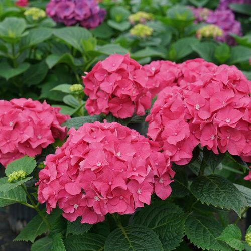 Hydrangea macrophylla - Let's Dance® Big Band® Hydrangea