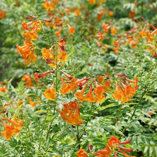 Tecoma x - Chicklet® Orange Trumpet Bush