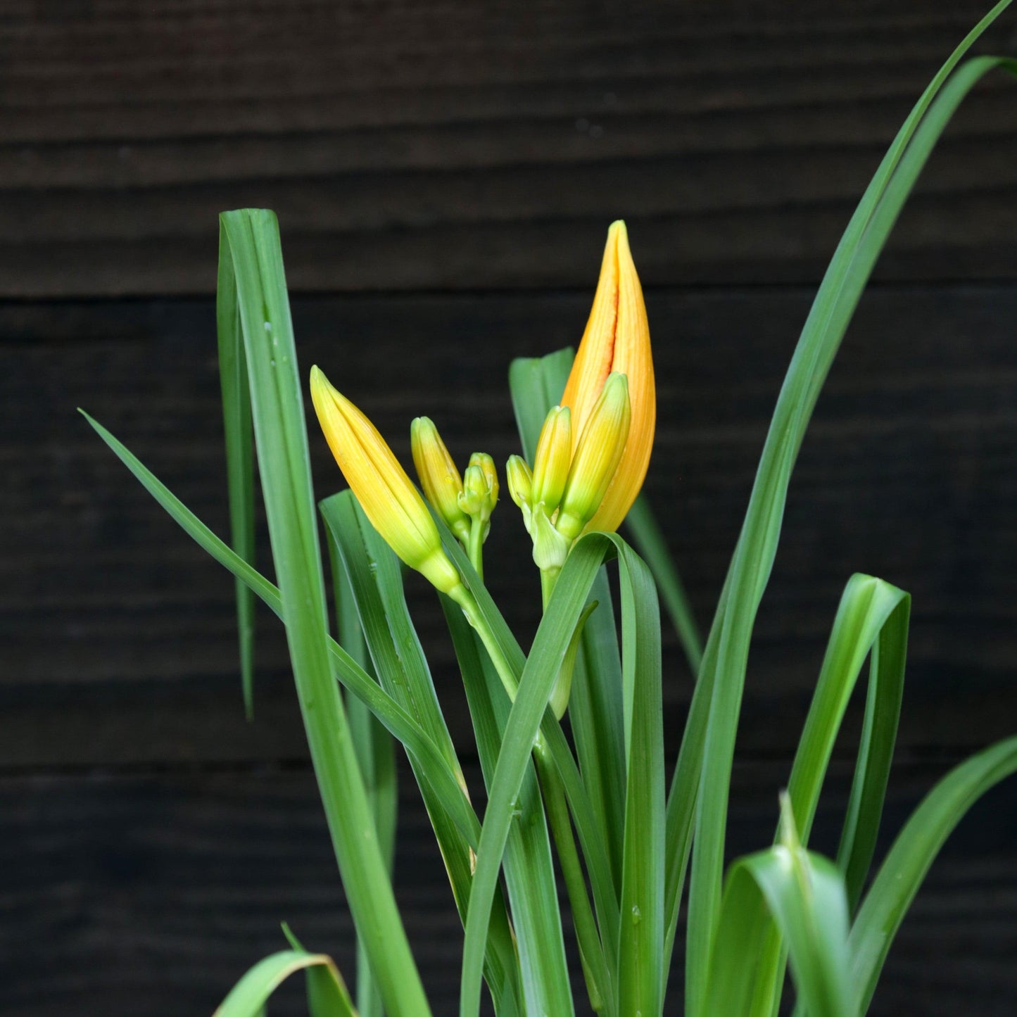 Hemerocallis - Rainbow Rhythm® 'Primal Scream' Daylily