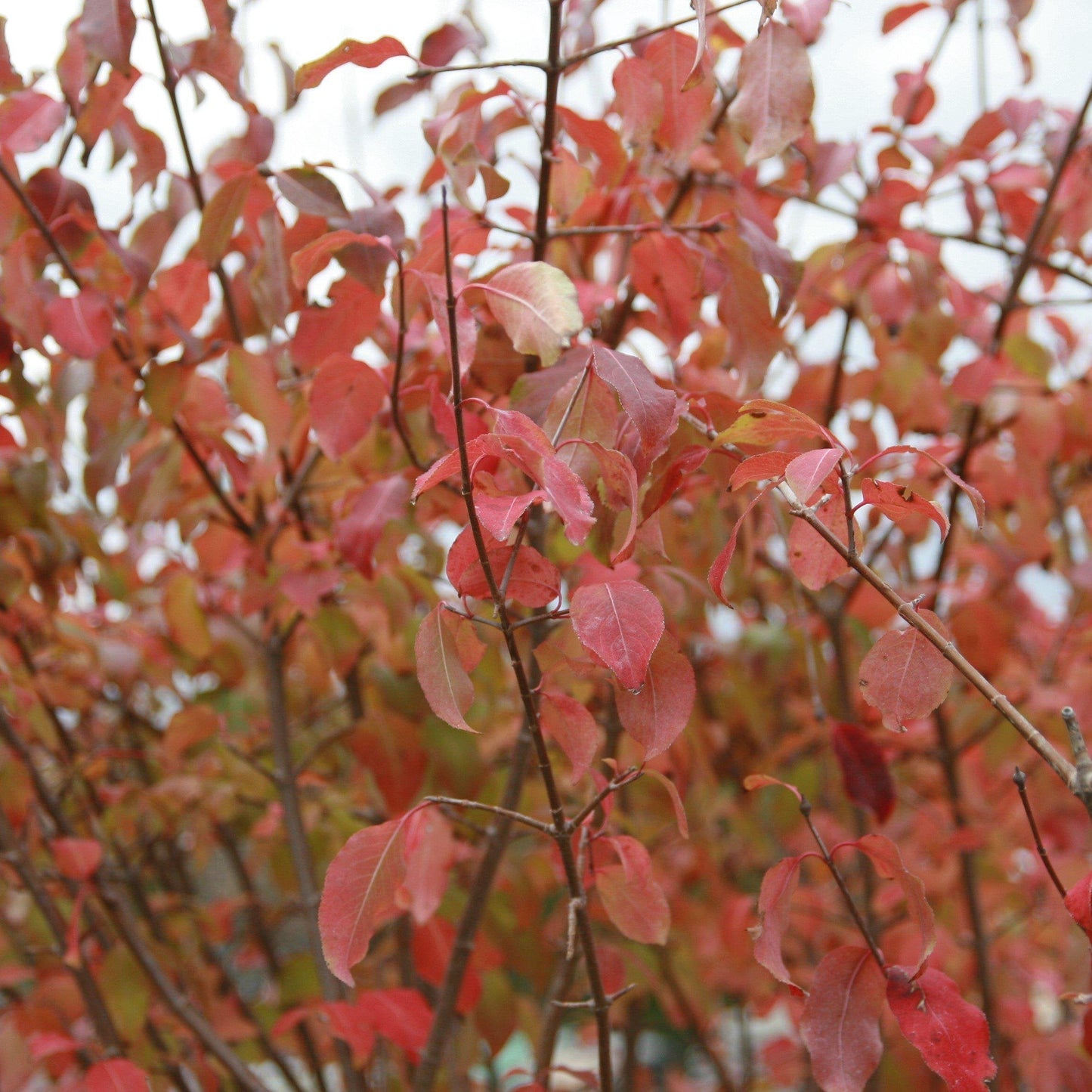 Viburnum prunifolium  - Blackhaw Viburnum