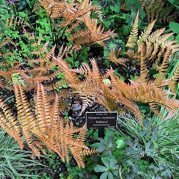 Dryopteris erythrosora - Brilliance Autumn Fern