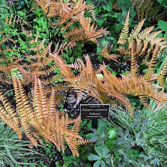Dryopteris erythrosora - Brilliance Autumn Fern