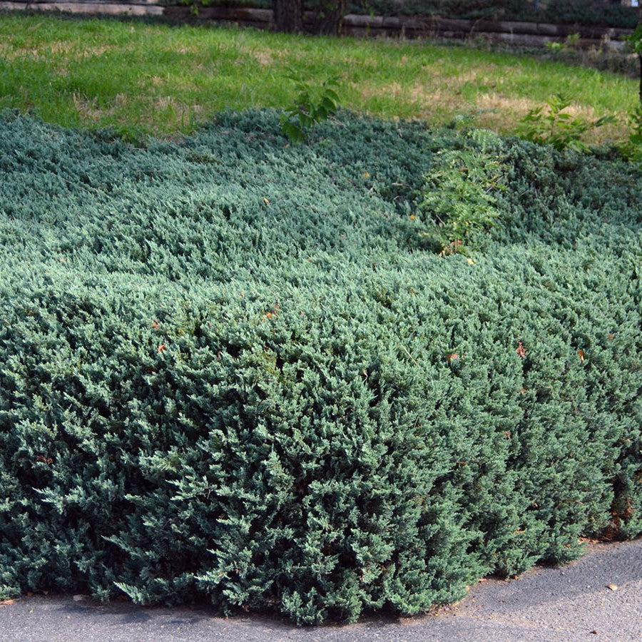 Juniperus horizontalis - Bar Harbor Juniper