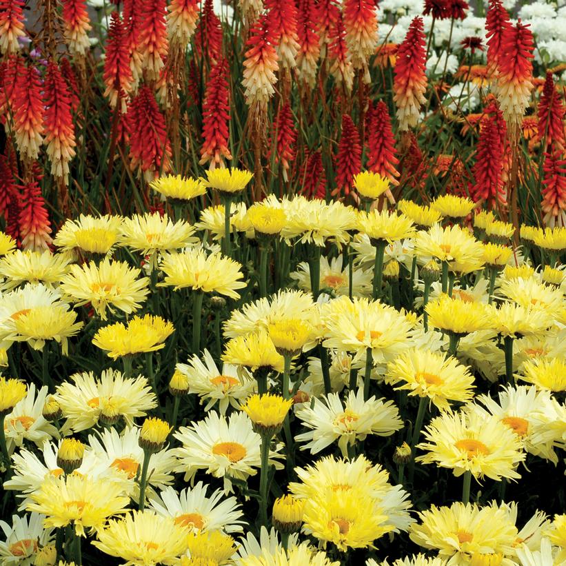 Leucanthemum x superbum - Goldfinch Shasta Daisy