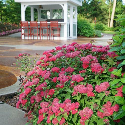 Spiraea x - Double Play® Doozie Spirea