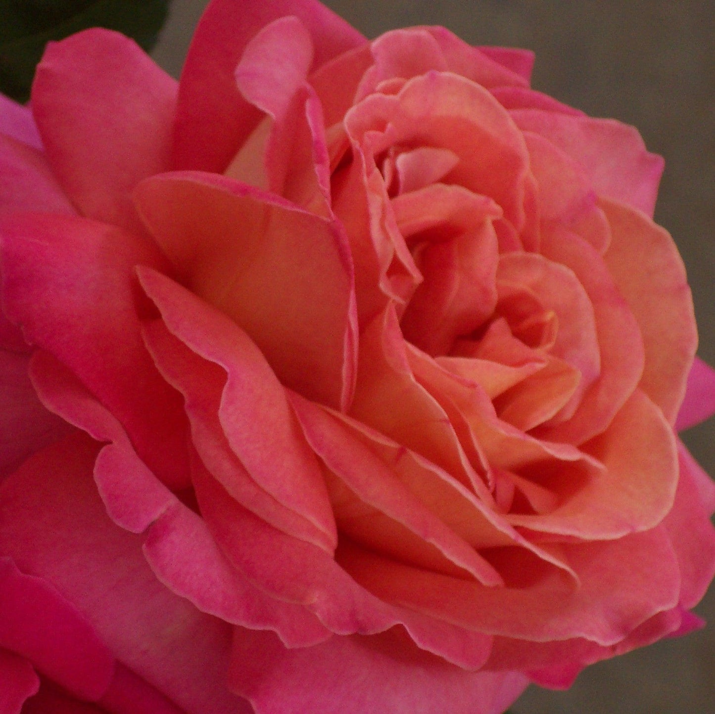 Rosa - Tropicana Rose