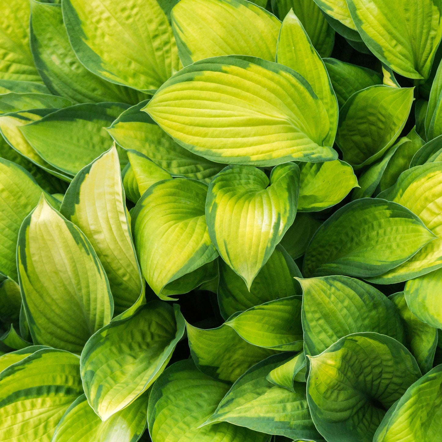 Hosta - Stained Glass Hosta