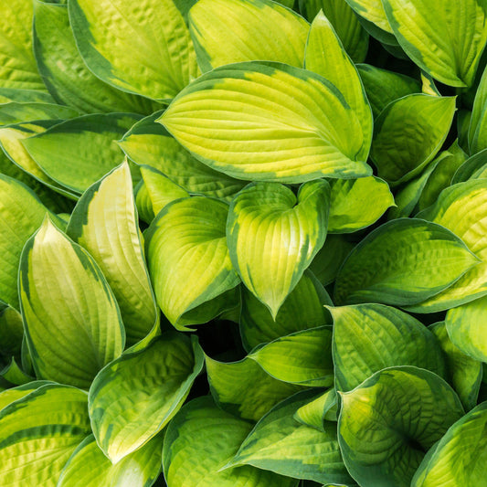 Hosta - Stained Glass Hosta