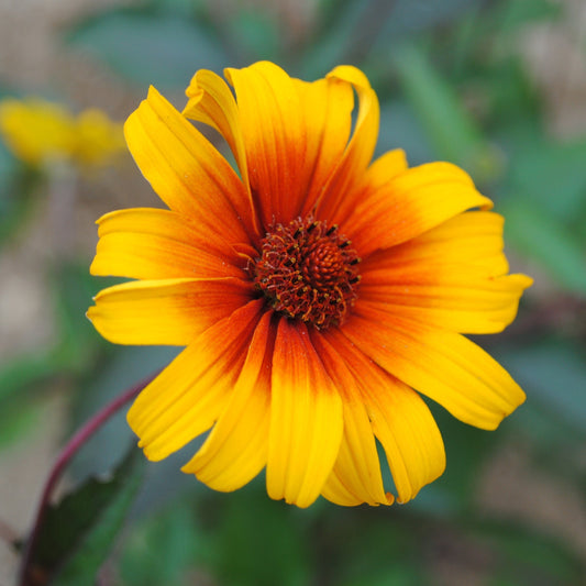 Heliopsis helianthoides var. scabra - Burning Hearts False Sunflower