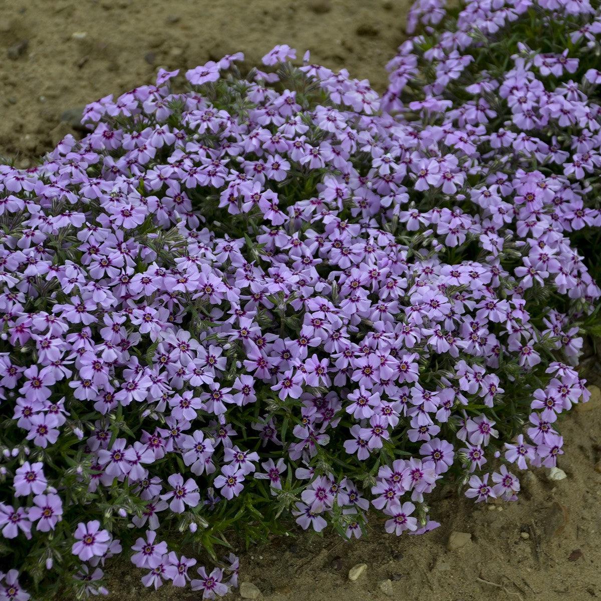 Phlox subulata - Eye Candy Creeping Phlox
