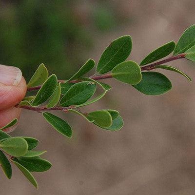 Arctostaphylos uva-ursi - Massachusetts Bearberry