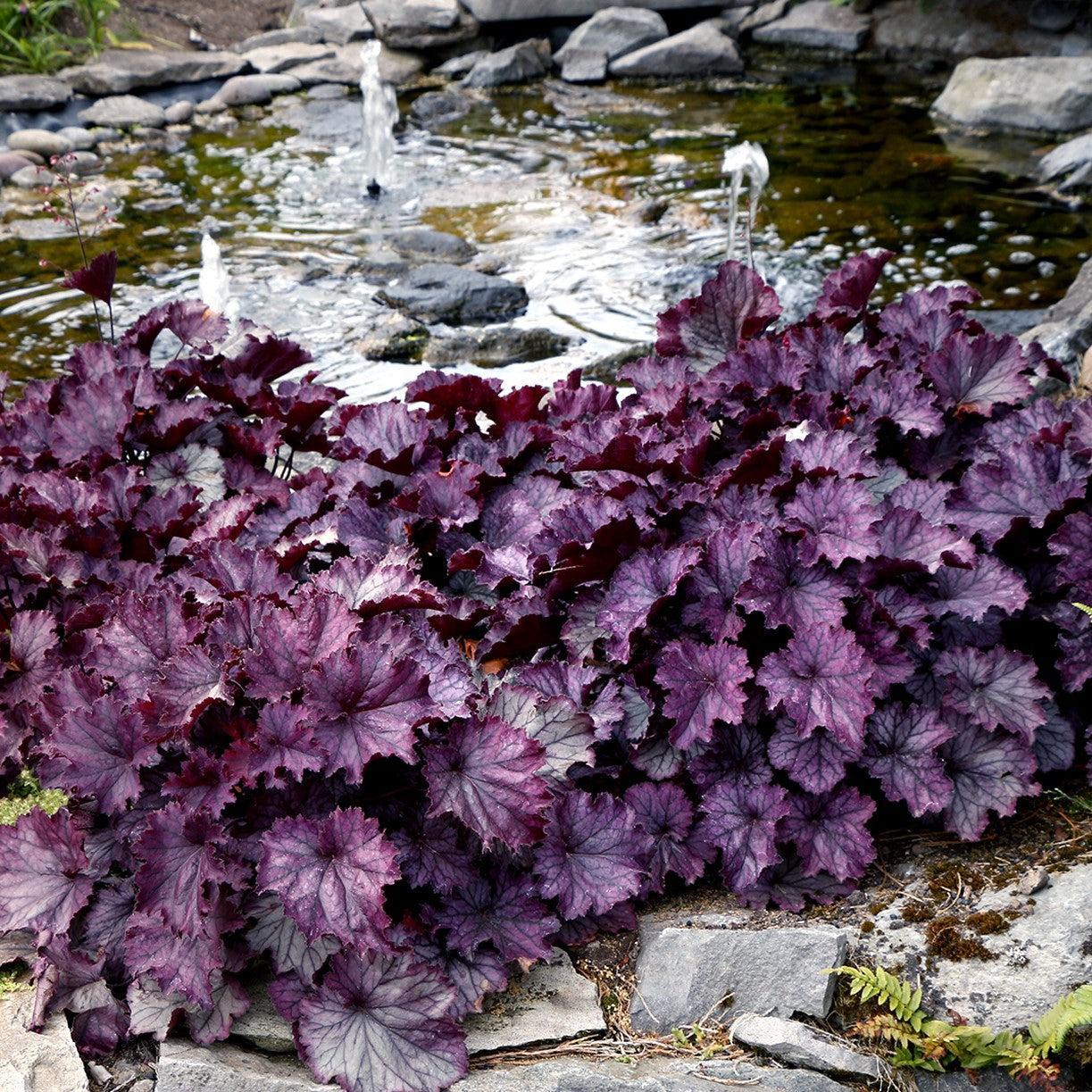 Heuchera x - Northern Exposure™ Purple Heuchera