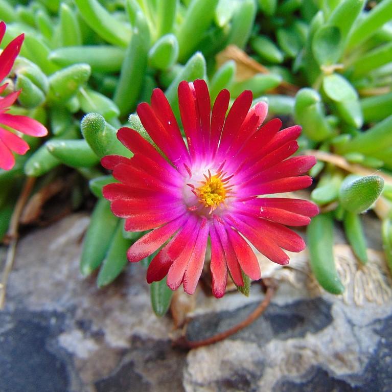 Delosperma cooperi - Jewel of Desert® Garnet Ice Plant