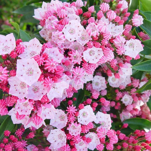Kalmia latifolia - Nathan Hale Mountain Laurel