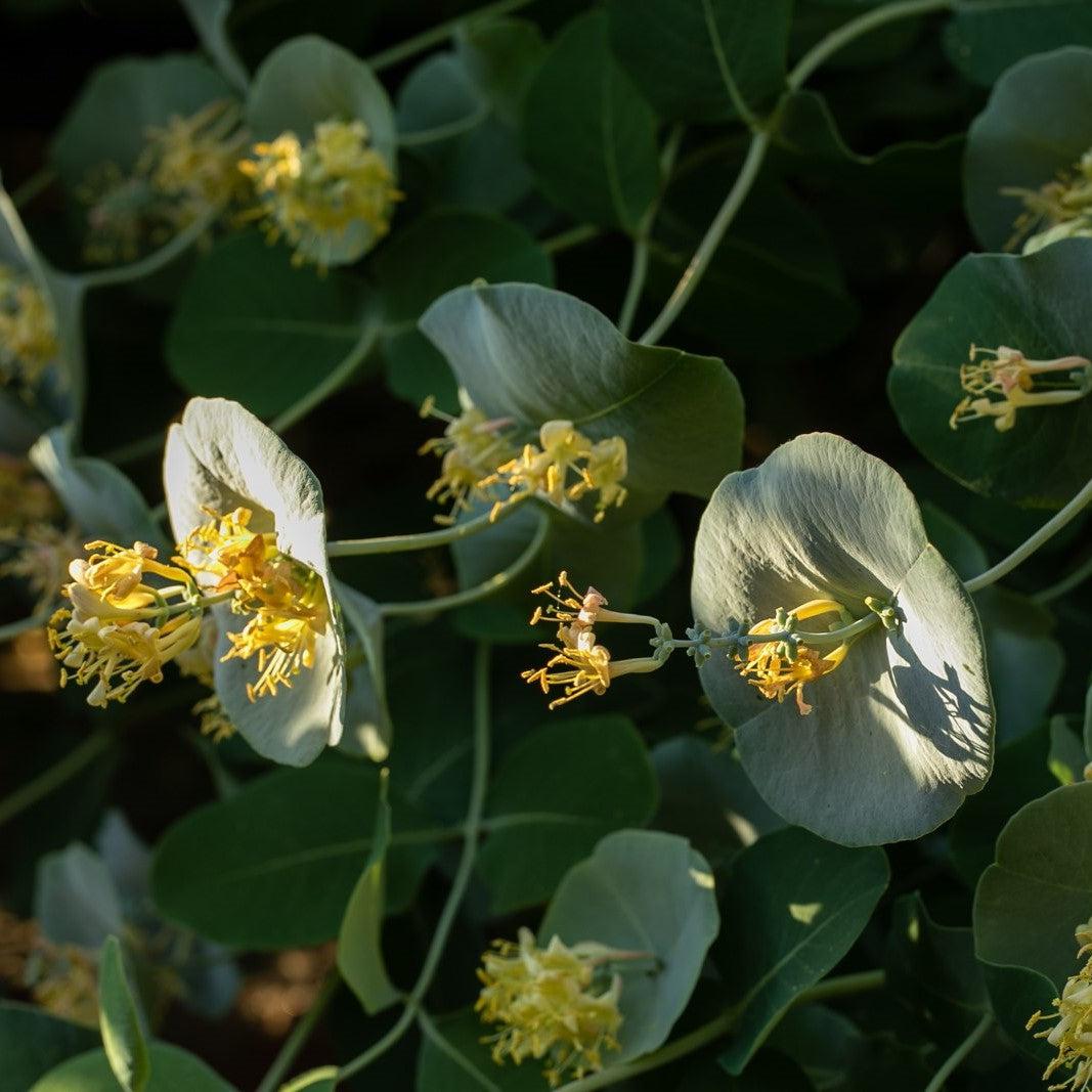 Lonicera reticulata - Kintzley's Ghost® Honeysuckle