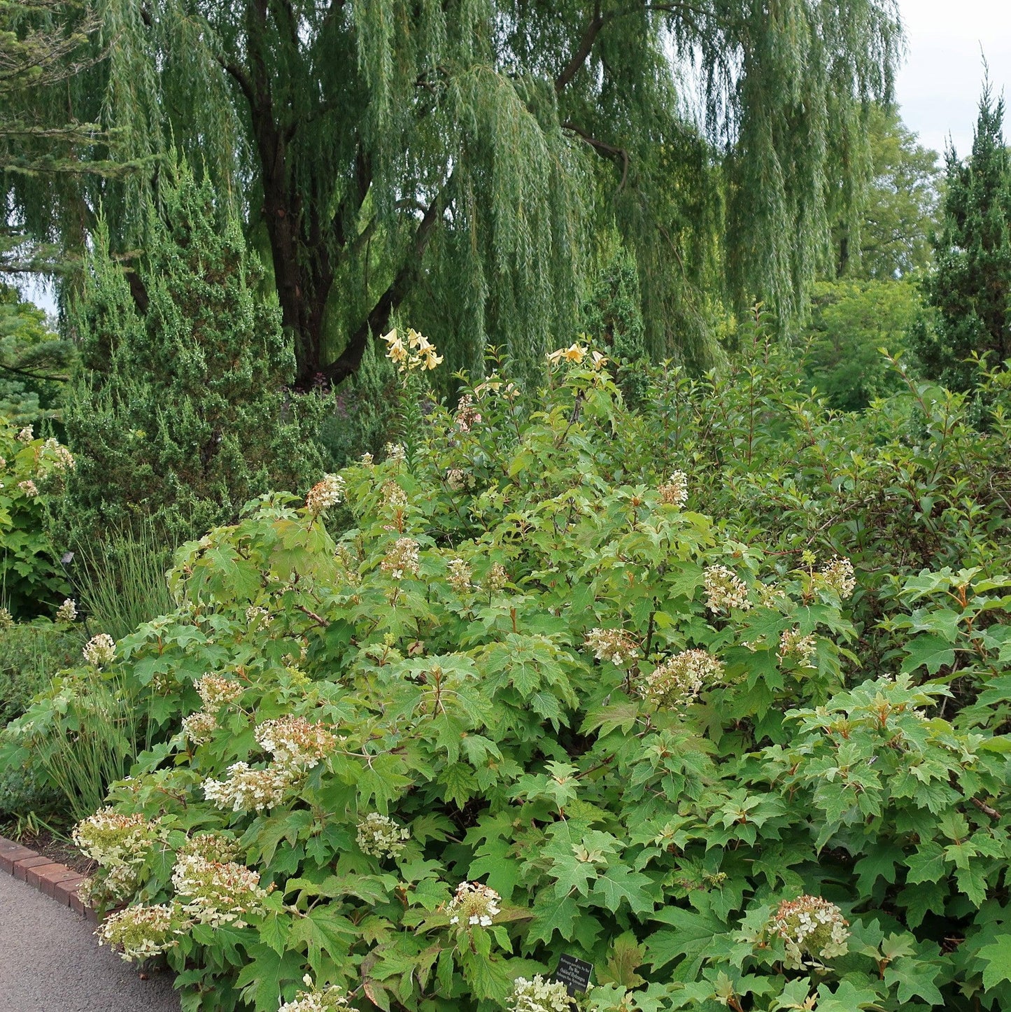Hydrangea quercifolia - Alice Oakleaf Hydrangea