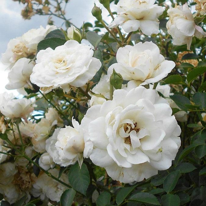 Rosa - White Dawn Rose