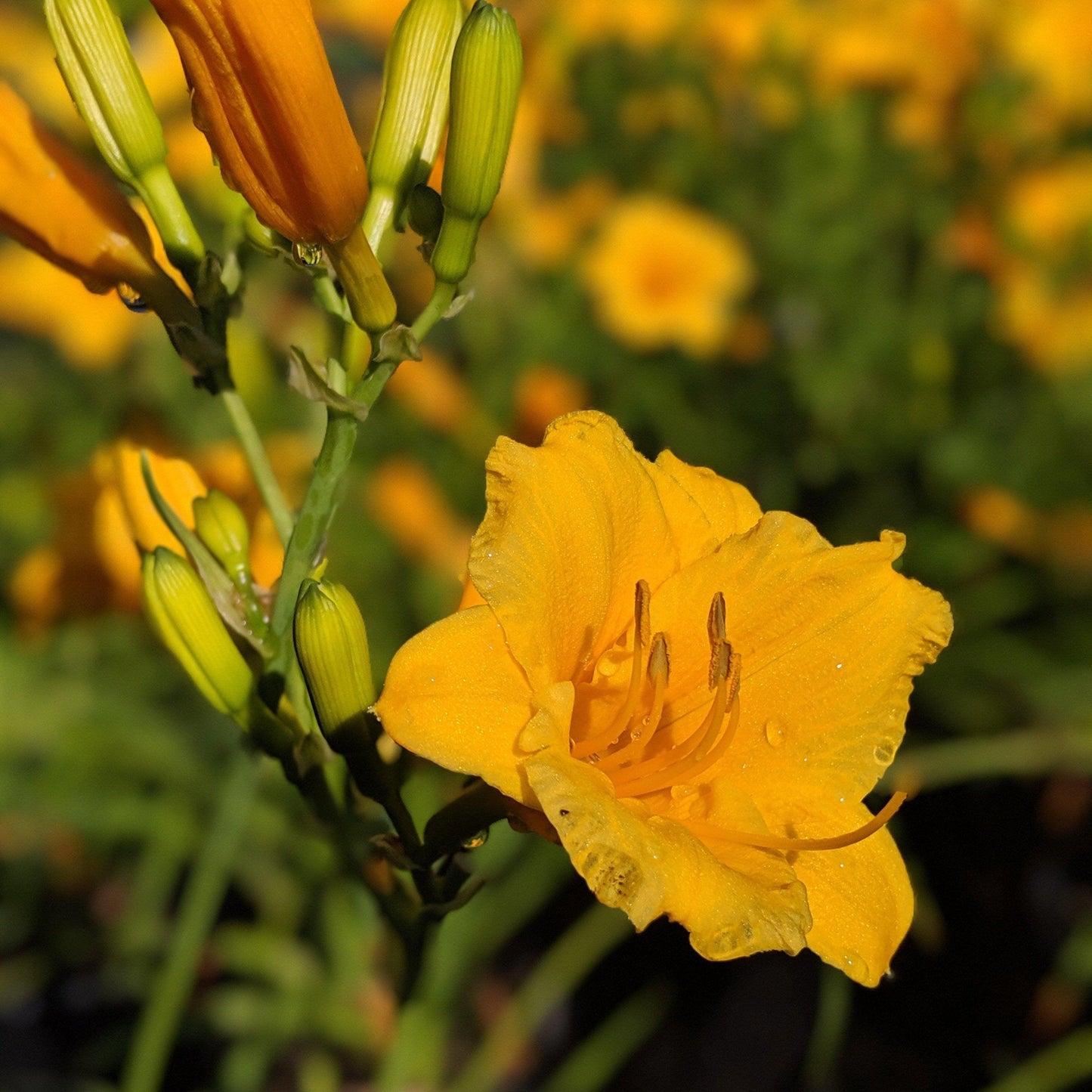 Hemerocallis - Stella de Oro Daylily