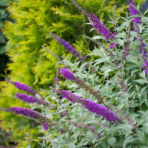 Buddleja x - Miss Violet Butterfly Bush