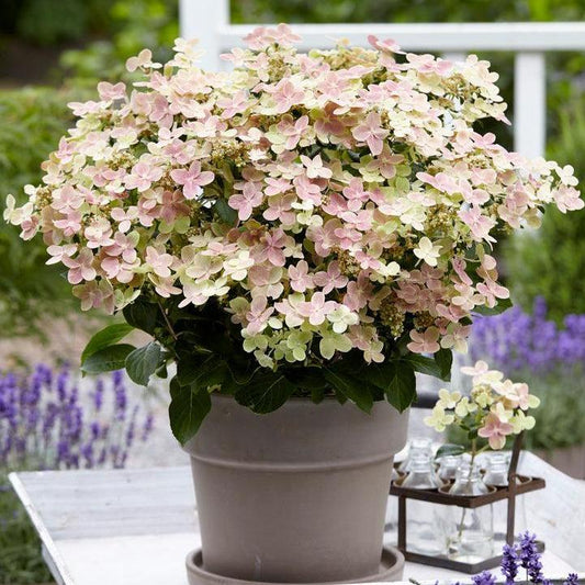 Hydrangea paniculata - Early Evolution Hydrangea