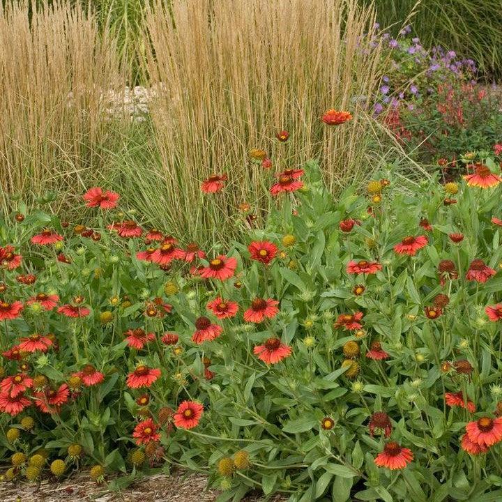 Gaillardia aristata - Burgundy Blanket Flower