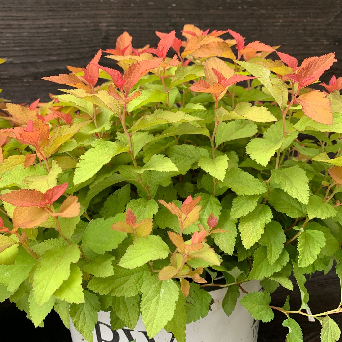 Spiraea japonica - Double Play® Candy Corn® Spirea
