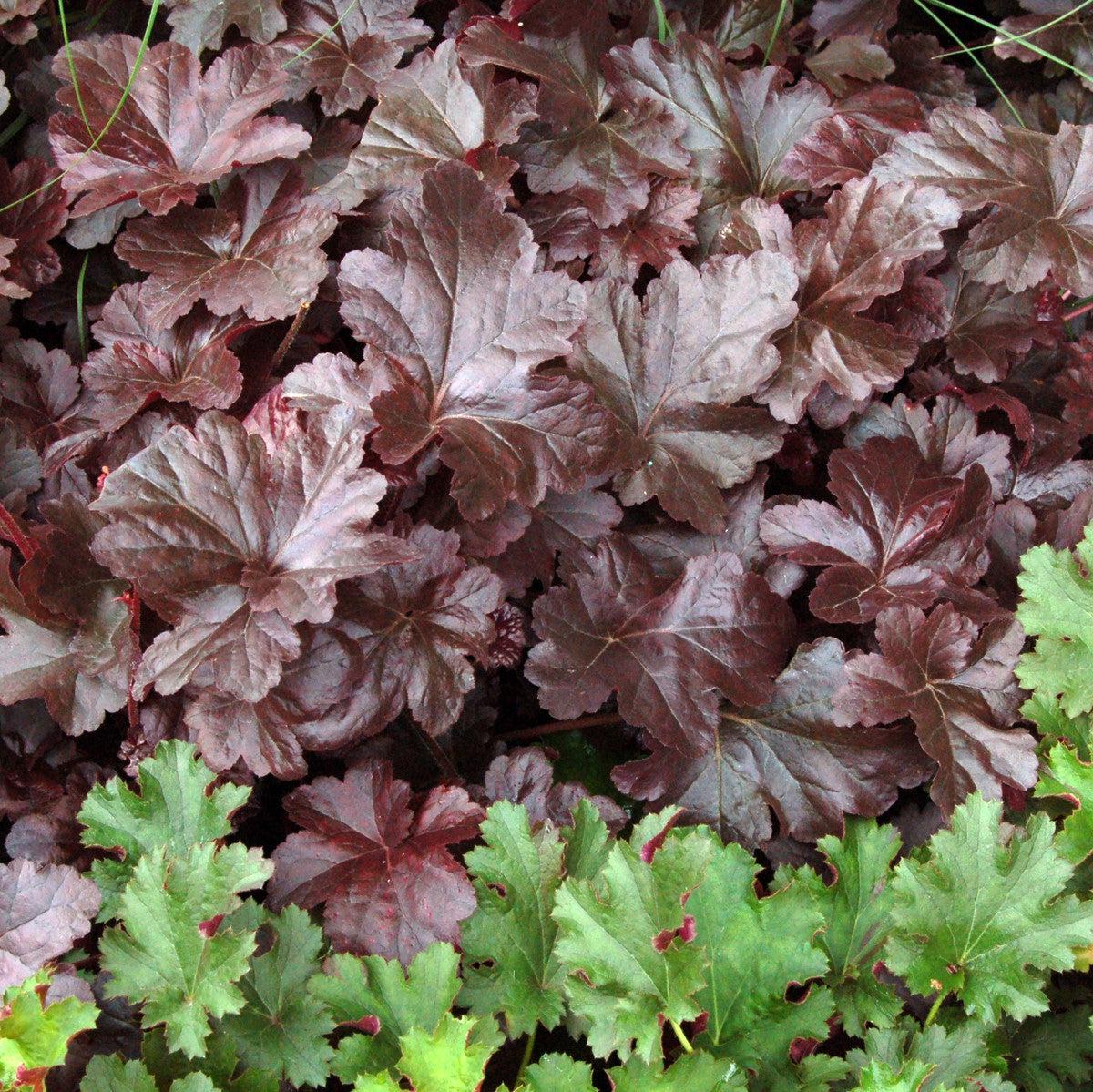 Heuchera - Obsidian Coral Bells