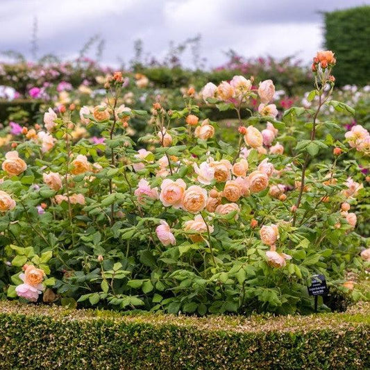 Rosa - Roald Dahl Rose