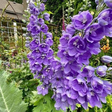Delphinium elatum - Aurora™ Lavender Delphinium