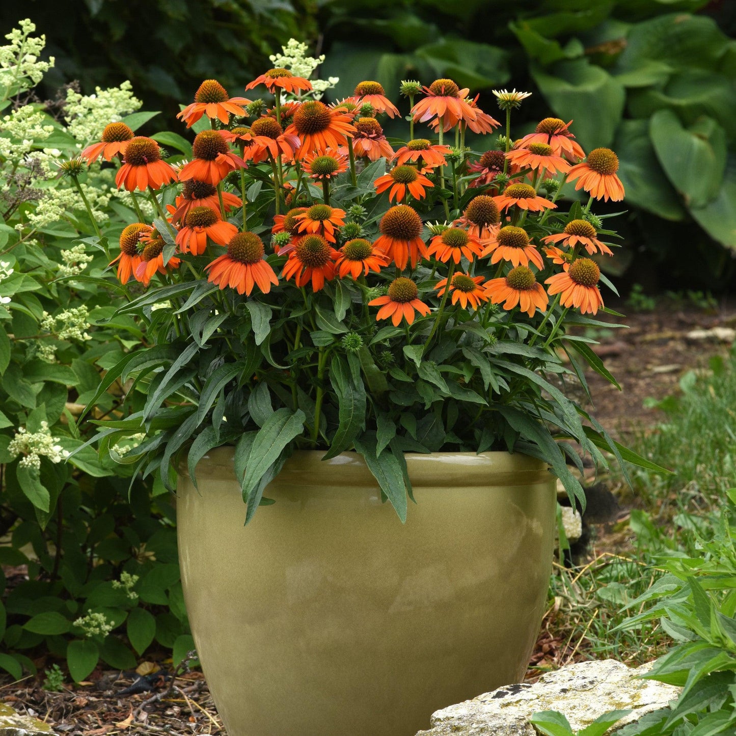 Echinacea - Artisan™ Soft Orange Coneflower
