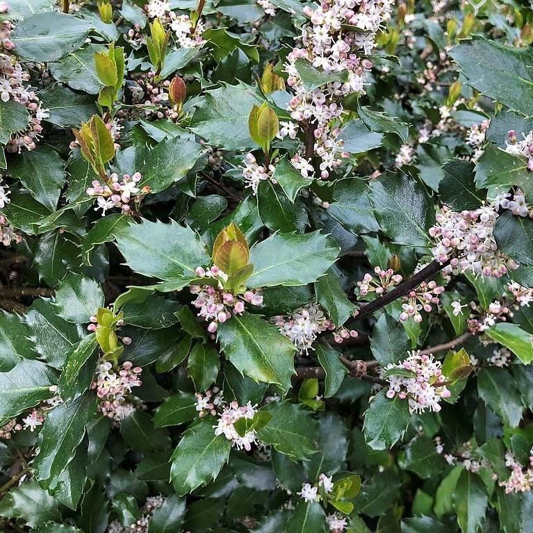 Ilex x meserveae - Blue Prince Holly
