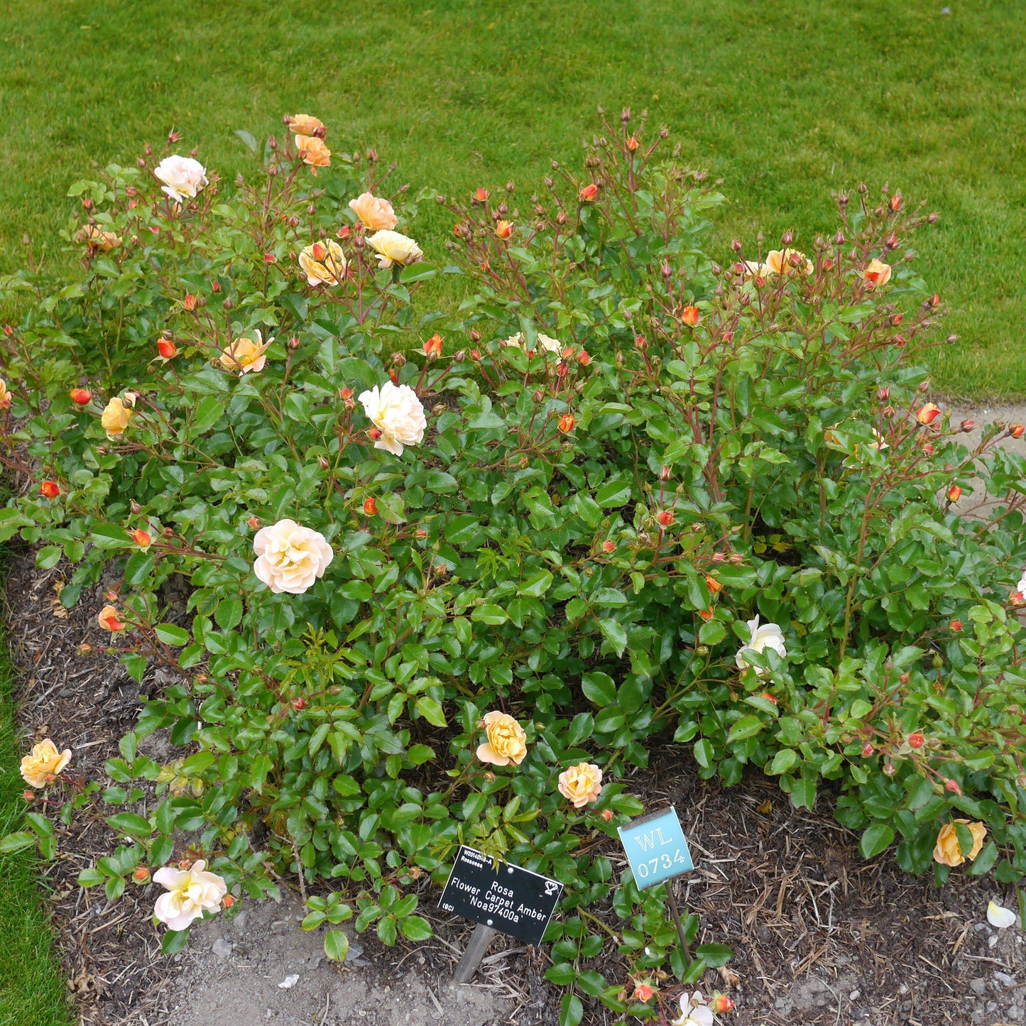 Rosa x - Flower Carpet® Amber Rose