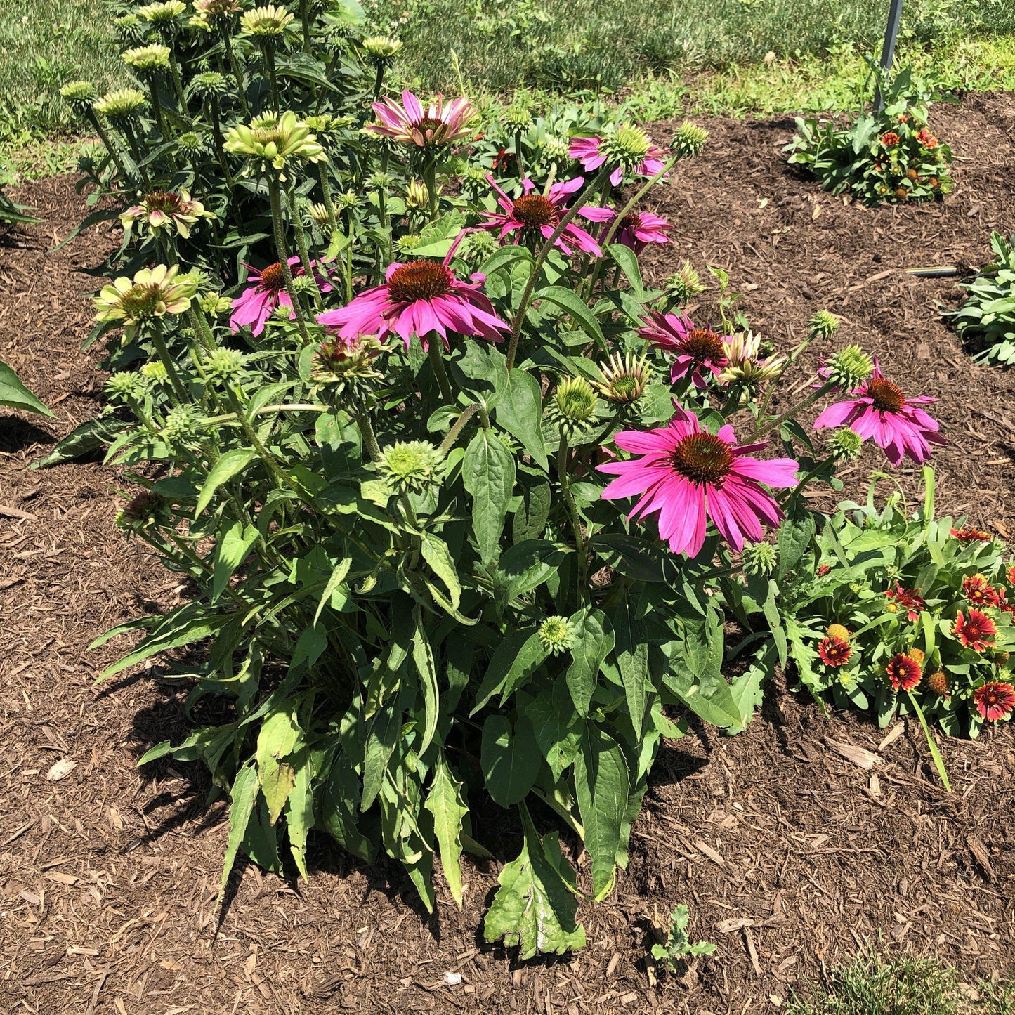 Echinacea purpurea - Green Twister Echinacea, Coneflower