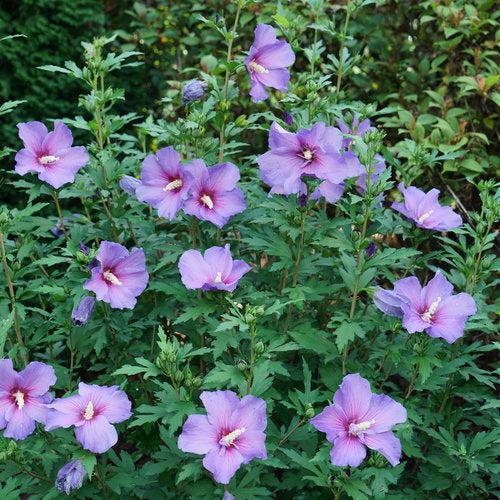 Hibiscus x - Paraplu Violet® Rose of Sharon