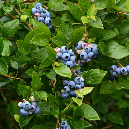 Vaccinium corymbosum - Bluejay Blueberry