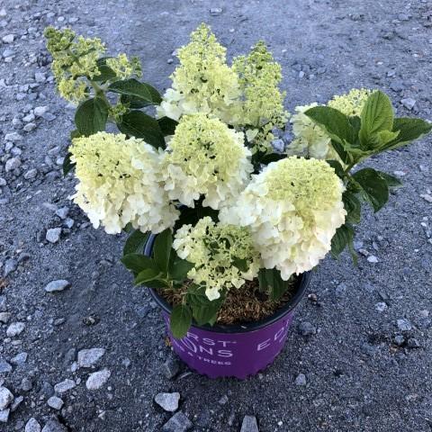 Hydrangea paniculata - First Editions® Little Hottie® Hydrangea