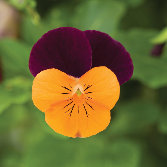 Viola cornuta - Penny™ Orange Jump-Up Viola