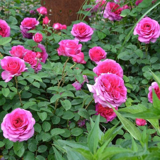 Rosa x - Showpiece™ Berry Rose