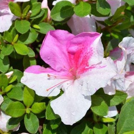 Encore® Autumn Twist™ Azalea