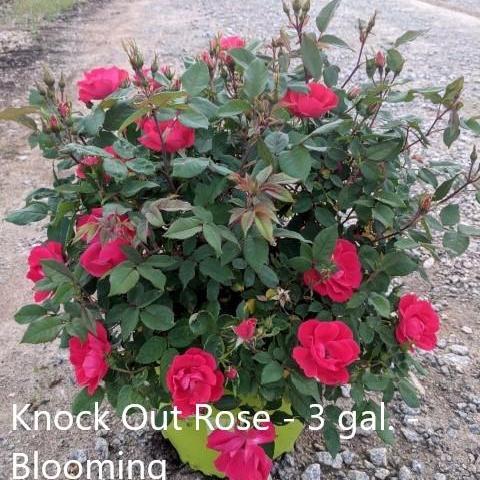 Rosa - Knock Out® Shrub Rose, Red