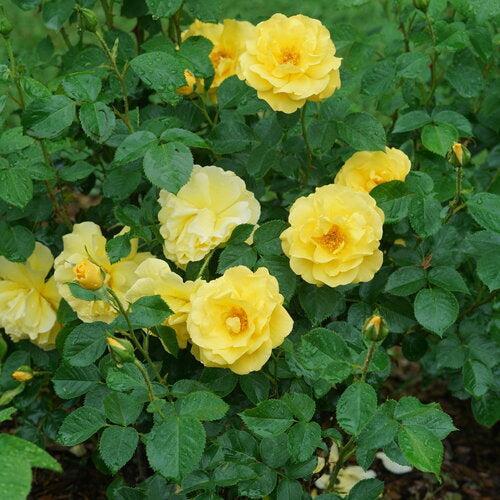 Rosa x - Reminiscent® Yellow Rose